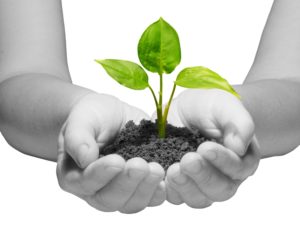 Hands holding sapling in soil on white